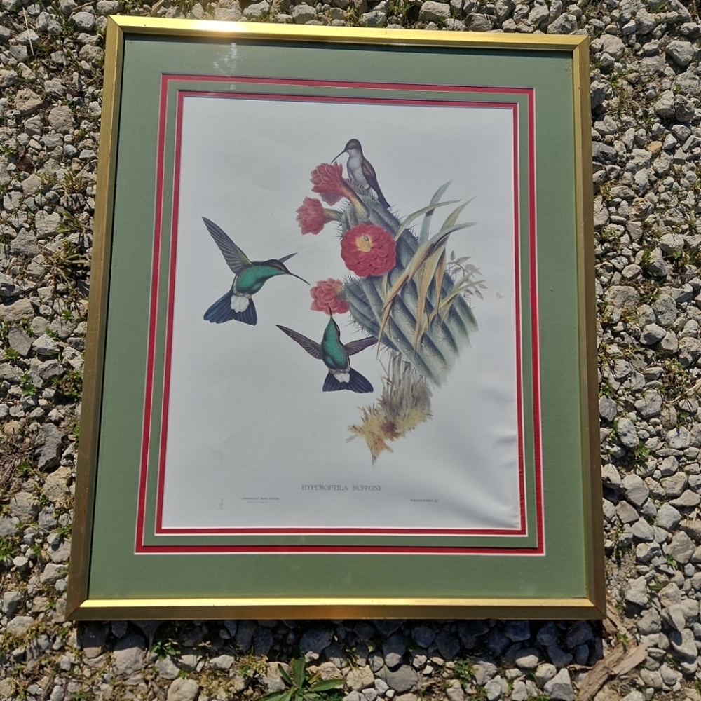 Limited Edition Numbered Print Of John Gouldart From Family Of Hummingbirds...